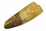 Real Fossil Spinosaurus Tooth - Robust Tooth #294136-1